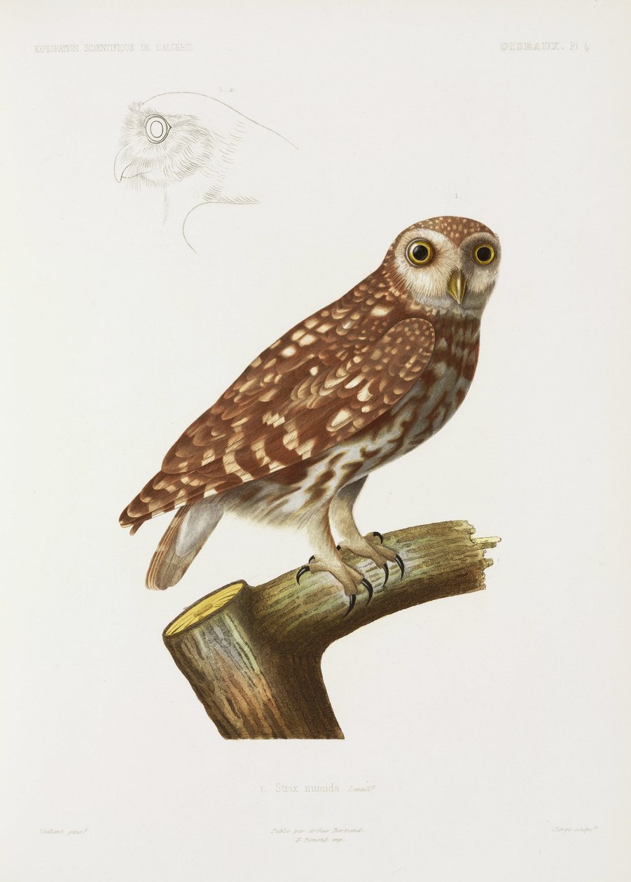 Sowa, Algieria autorstwa John Pardon