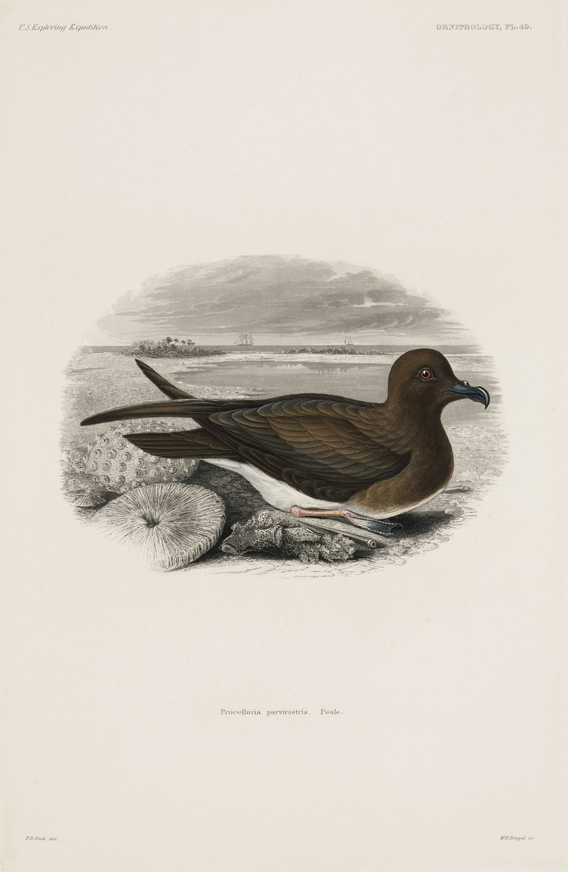 Petrel autorstwa John Pardon