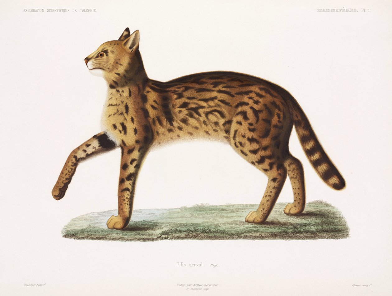 Serval, Algieria autorstwa John Pardon