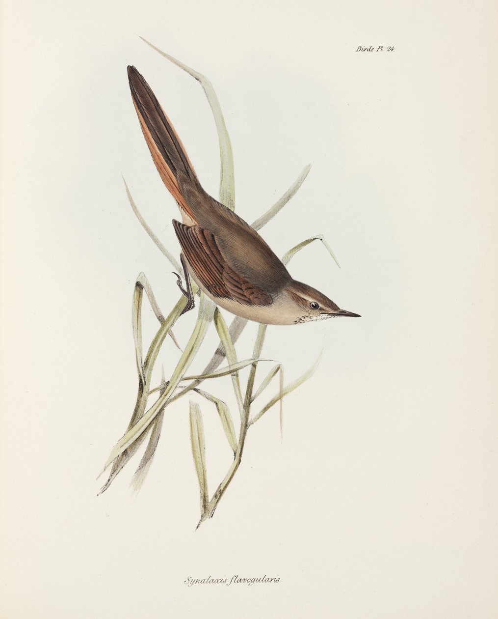 Spinetail, Ameryka Południowa, ok. 1832-1836 autorstwa John Pardon