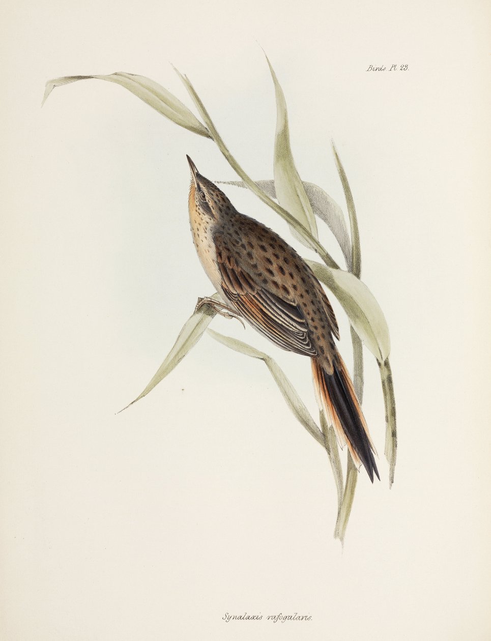 Spinetail, Ameryka Południowa, ok. 1832-1836 autorstwa John Pardon