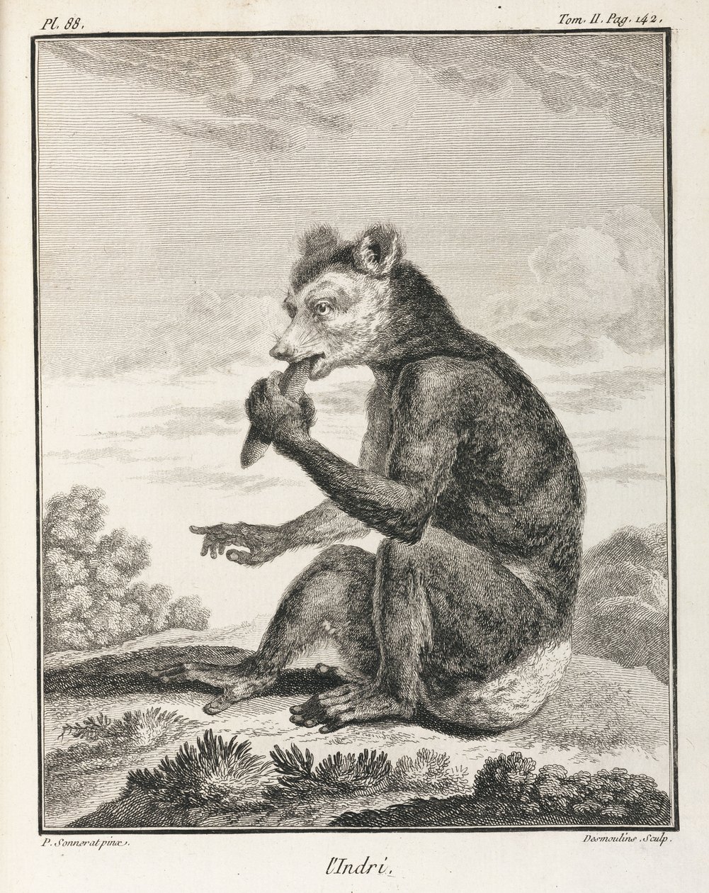 Indri - rodzaj lemura, Madagaskar autorstwa John Pardon