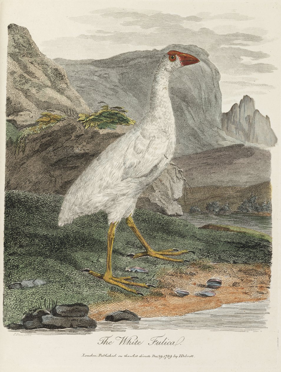 „Biała Fulica” autorstwa John Pardon