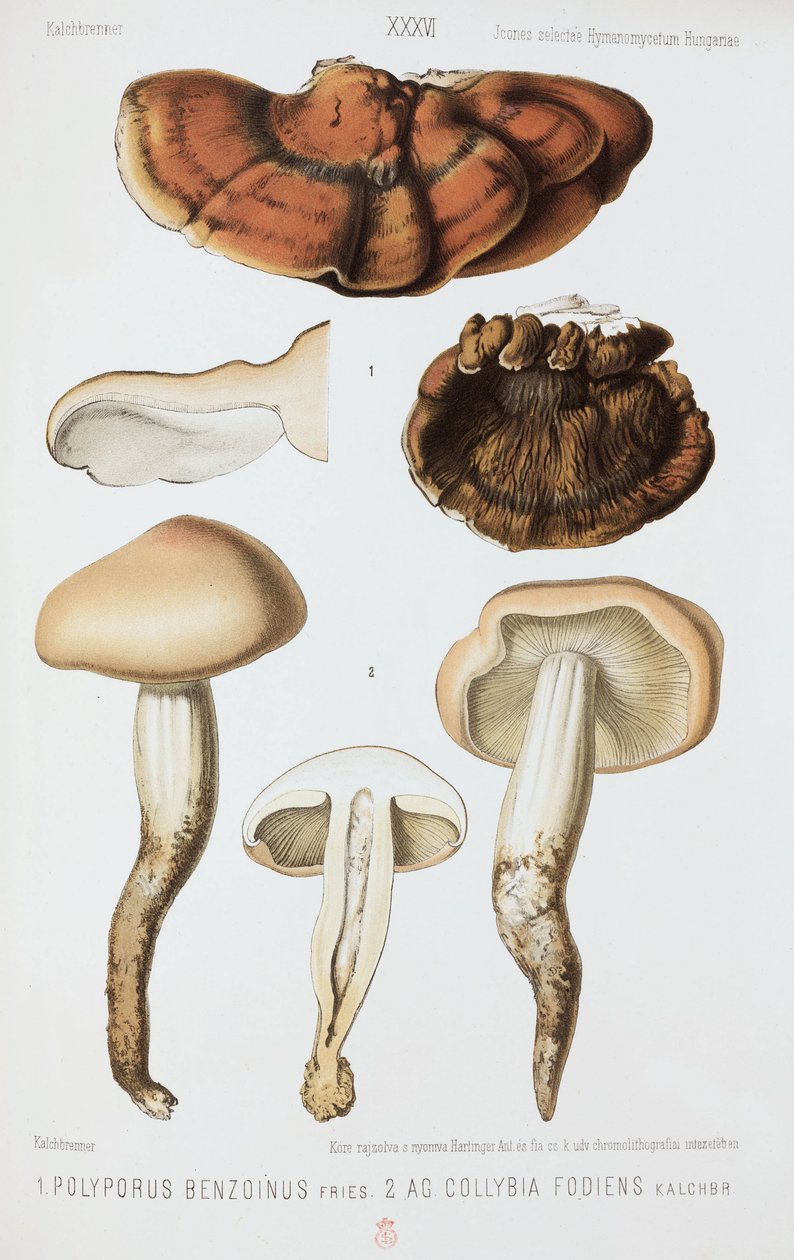 Dwa rodzaje grzybów, ok. 1874 autorstwa John Pardon