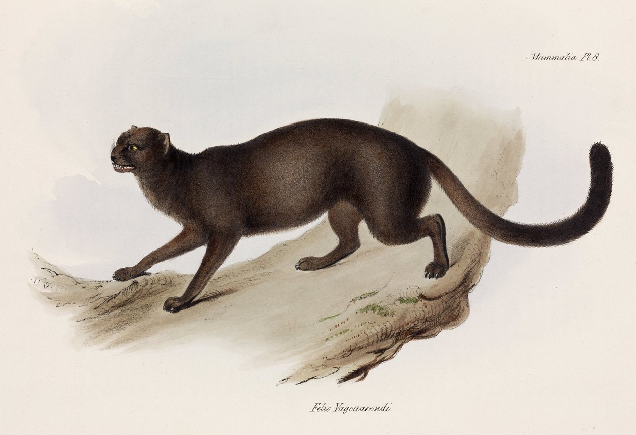 Kot łasica lub wydra, Ameryka Południowa, ok. 1832-1836 autorstwa John Pardon
