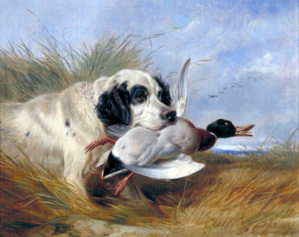 „Pies z dziką kaczką”, XIX w. autorstwa Richard Ansdell
