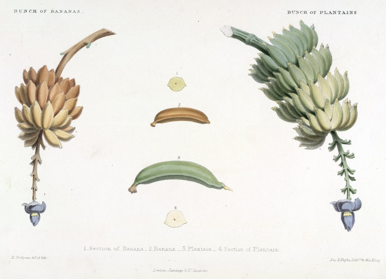 Kiść bananów i bananów, ilustracja ze „scenografii Indii Zachodnich” autorstwa Richard Bridgens