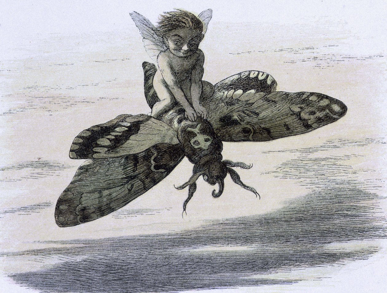 Un elfe chevauchant un papillon. Ilustracja Richarda Doyle