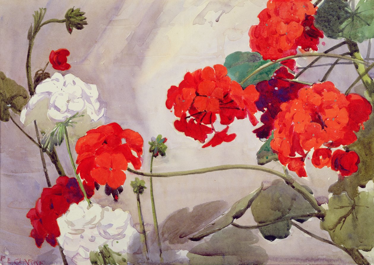 Czerwone i białe pelargonie (akwarela) autorstwa Richard E. Clarke