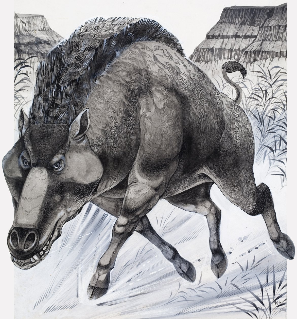 Daeodon (gwasz na papierze) autorstwa Richard Hook