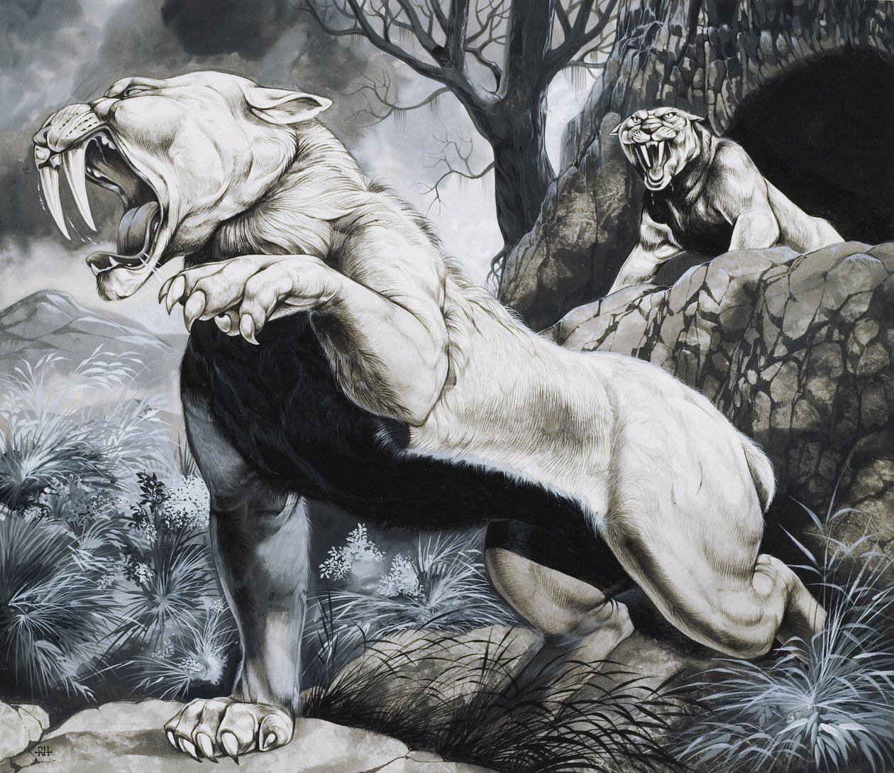 Tygrysy szablozębne (gwasz na papierze) autorstwa Richard Hook