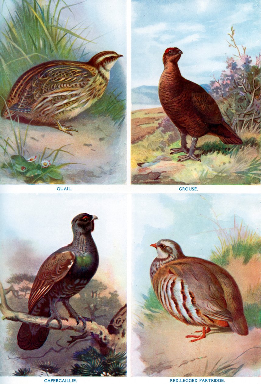 Ptaki łowne z Harmsworth Natural History, 1910 1911-1912. autorstwa Richard Lydekker