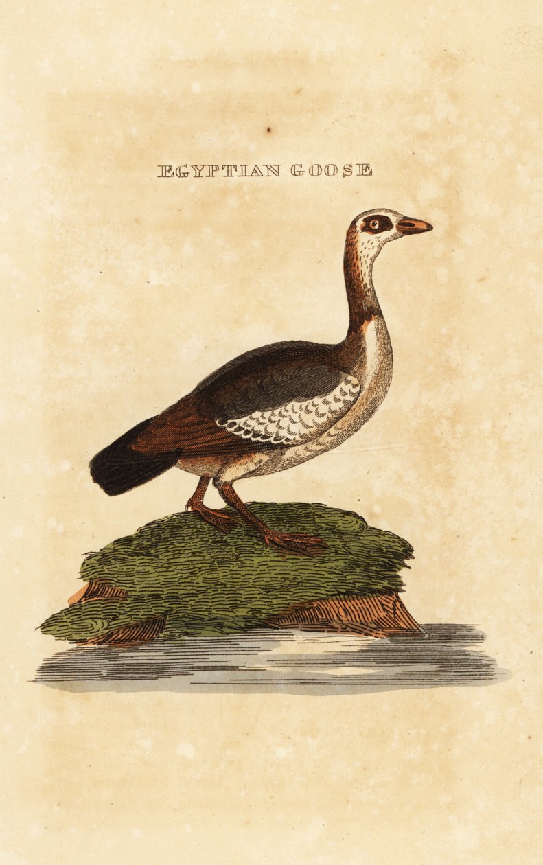 Gęś egipska, Alopochen aegyptiaca autorstwa Richard Polydore (after) Nodder