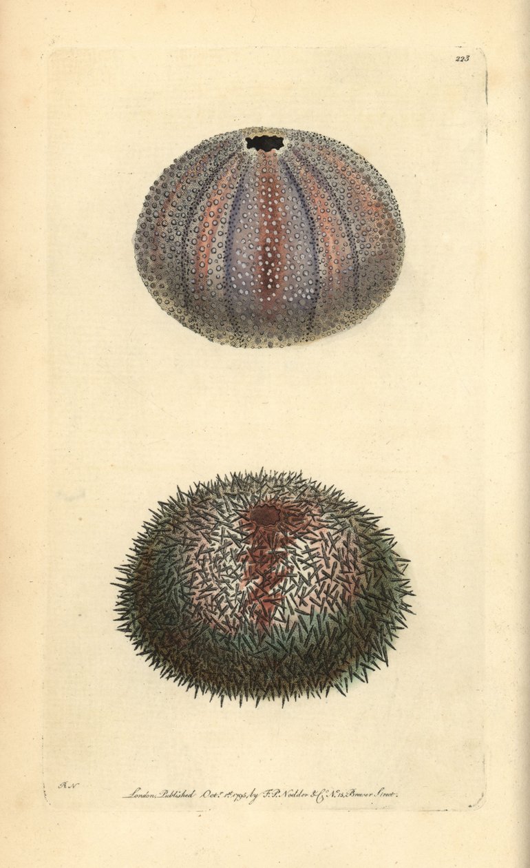 Jadalny jeżowiec, Echinus esculentus, z „Miscellany” George