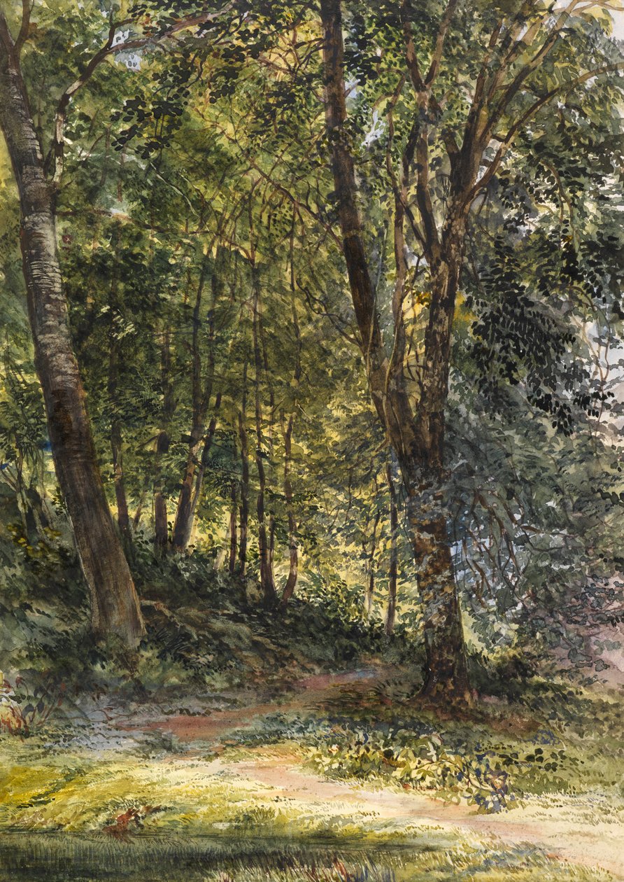 Sun Dappled Woods, Surrey (akwarela i farba do ciała) autorstwa Richard Redgrave