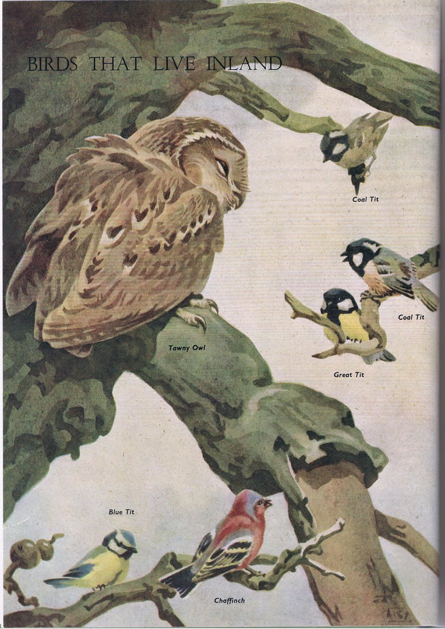 Ptaki żyjące w głębi lądu, ilustracja z The Childrens Nature Book wydanej przez Odhams, 1958 autorstwa Robert George Talbot Kelly