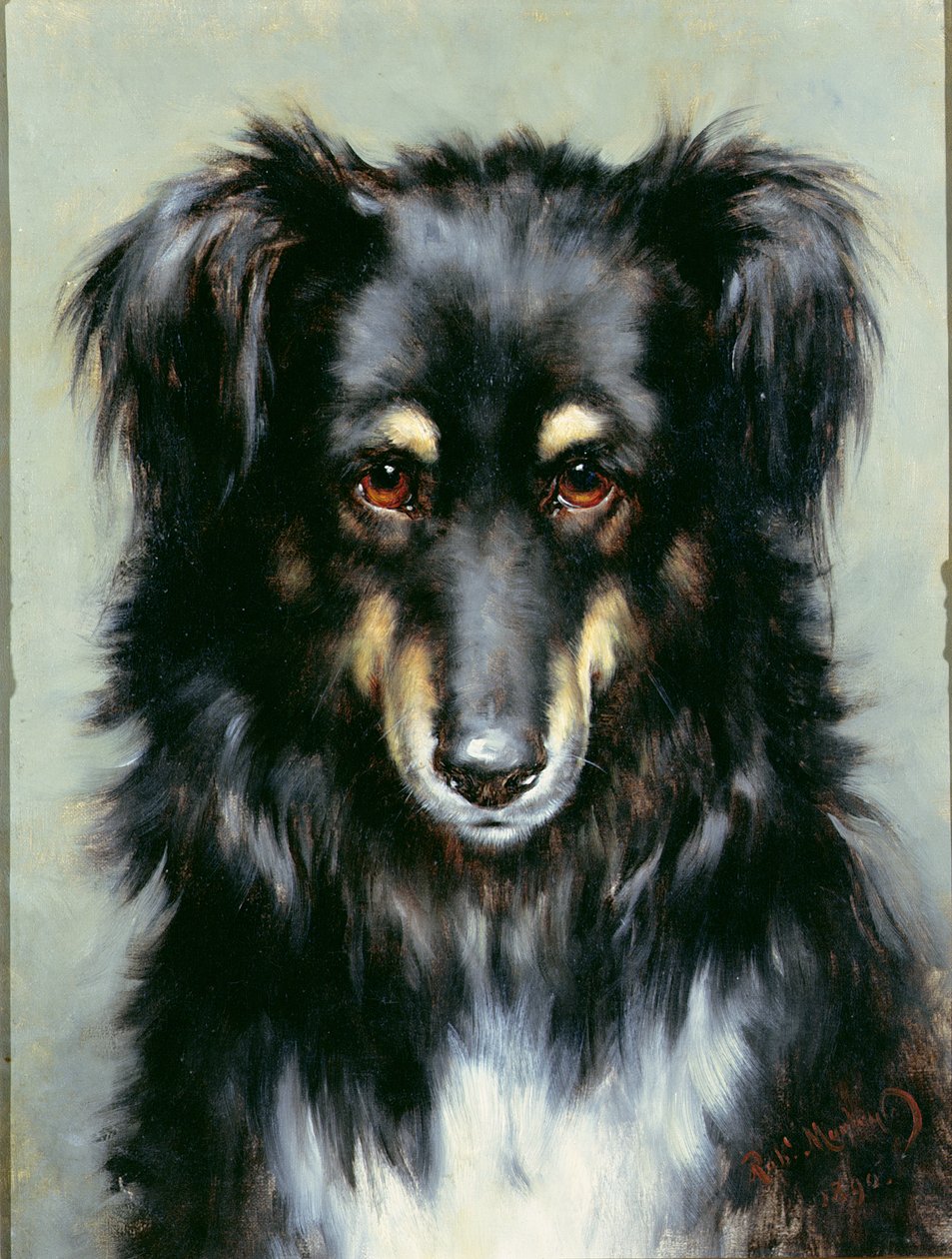 Czarny podpalany Collie, 1890 autorstwa Robert Morley