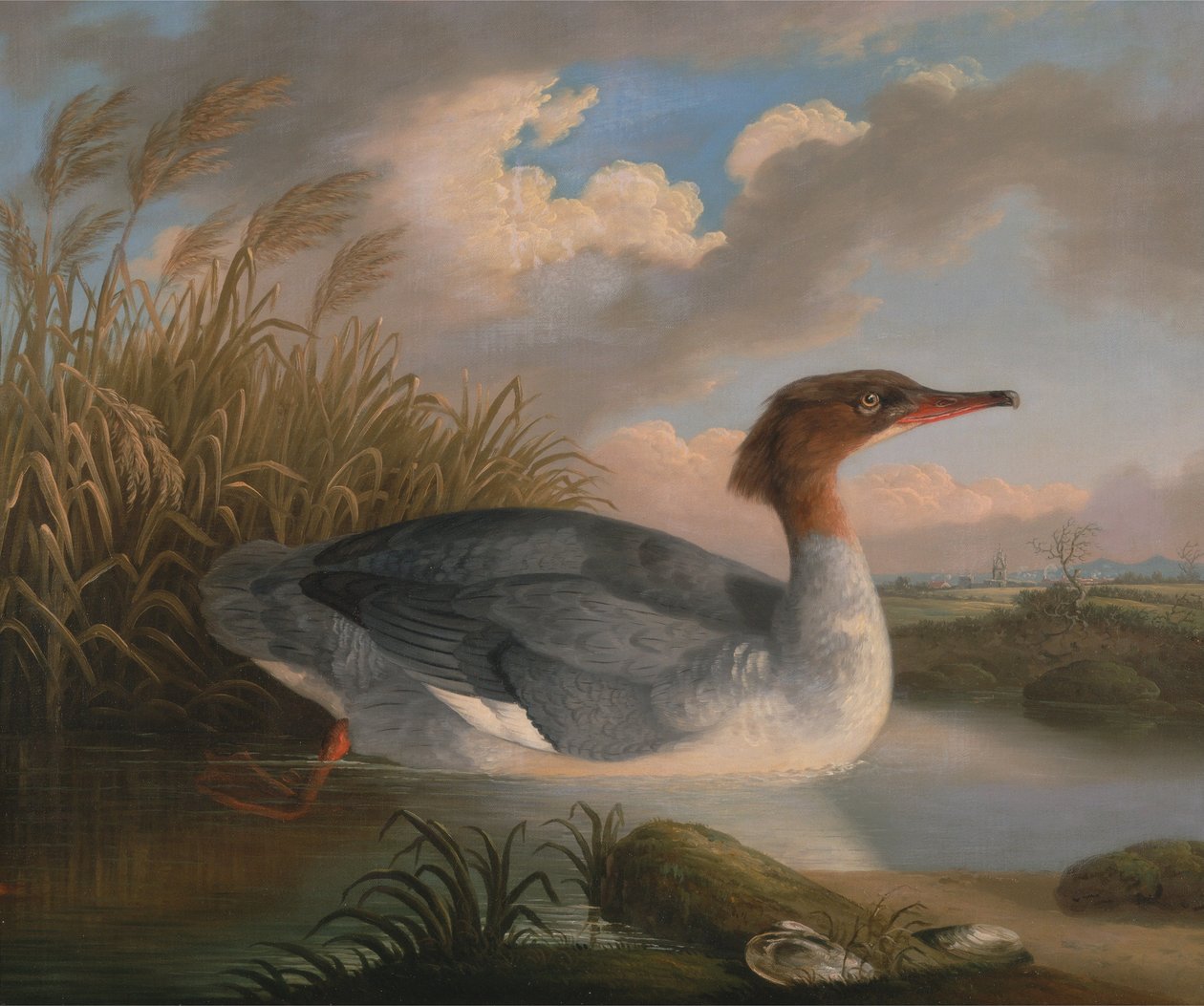 Nurek z Dun (Goosander) autorstwa Robert Wilkinson Padley
