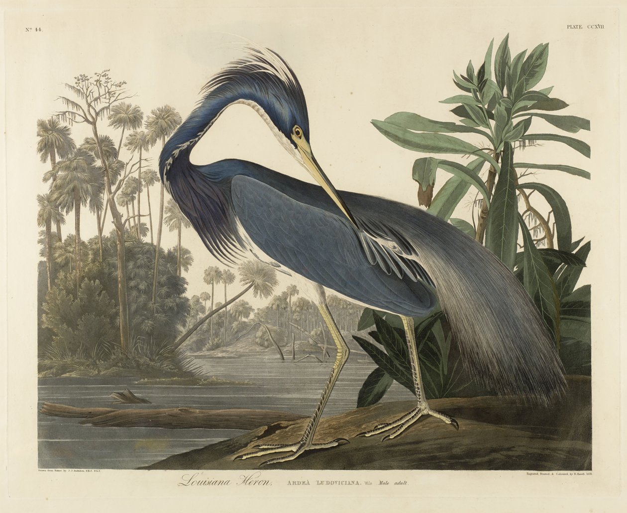 Louisiana Heron, 1834 (akwatinta ręcznie kolorowana na papierze tkanym) autorstwa Robert the Younger Havell