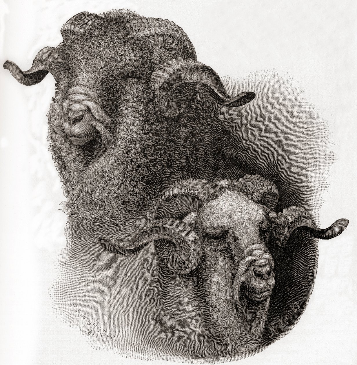 Głowa barana Merino porównana przed i po strzyżeniu, z The Century Illustrated Monthly Magazine, opublikowanej w 1884 r. autorstwa Robert Antoine Muller
