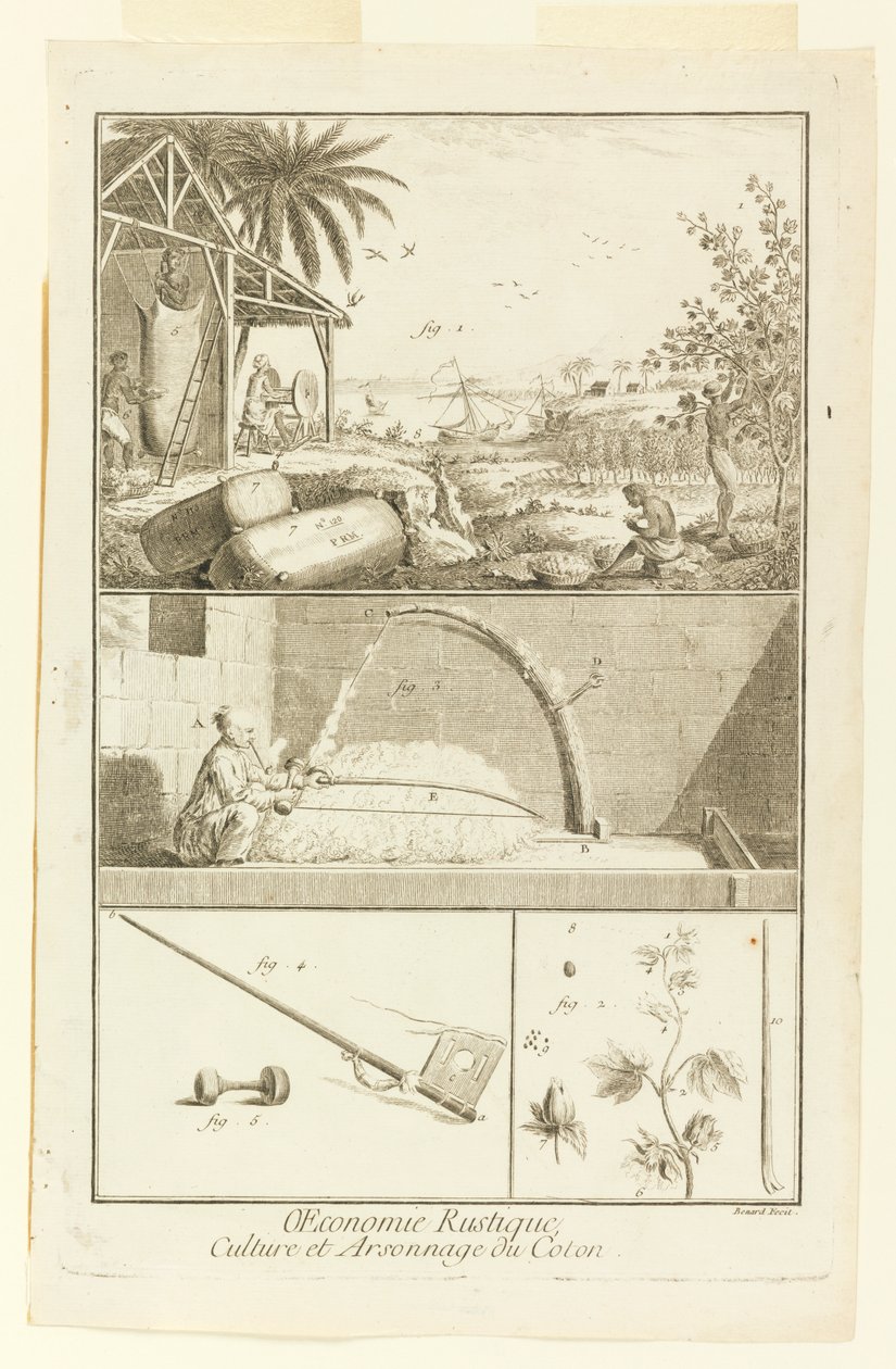 „Cultivation et Arsonnage du Coton” z Encyklopedii Diderota, tom. I autorstwa Robert Benard