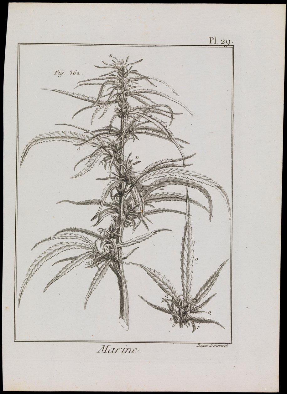 Morski schemat kwiatów, ok. 1810 (rycina i akwaforta) autorstwa Robert Benard