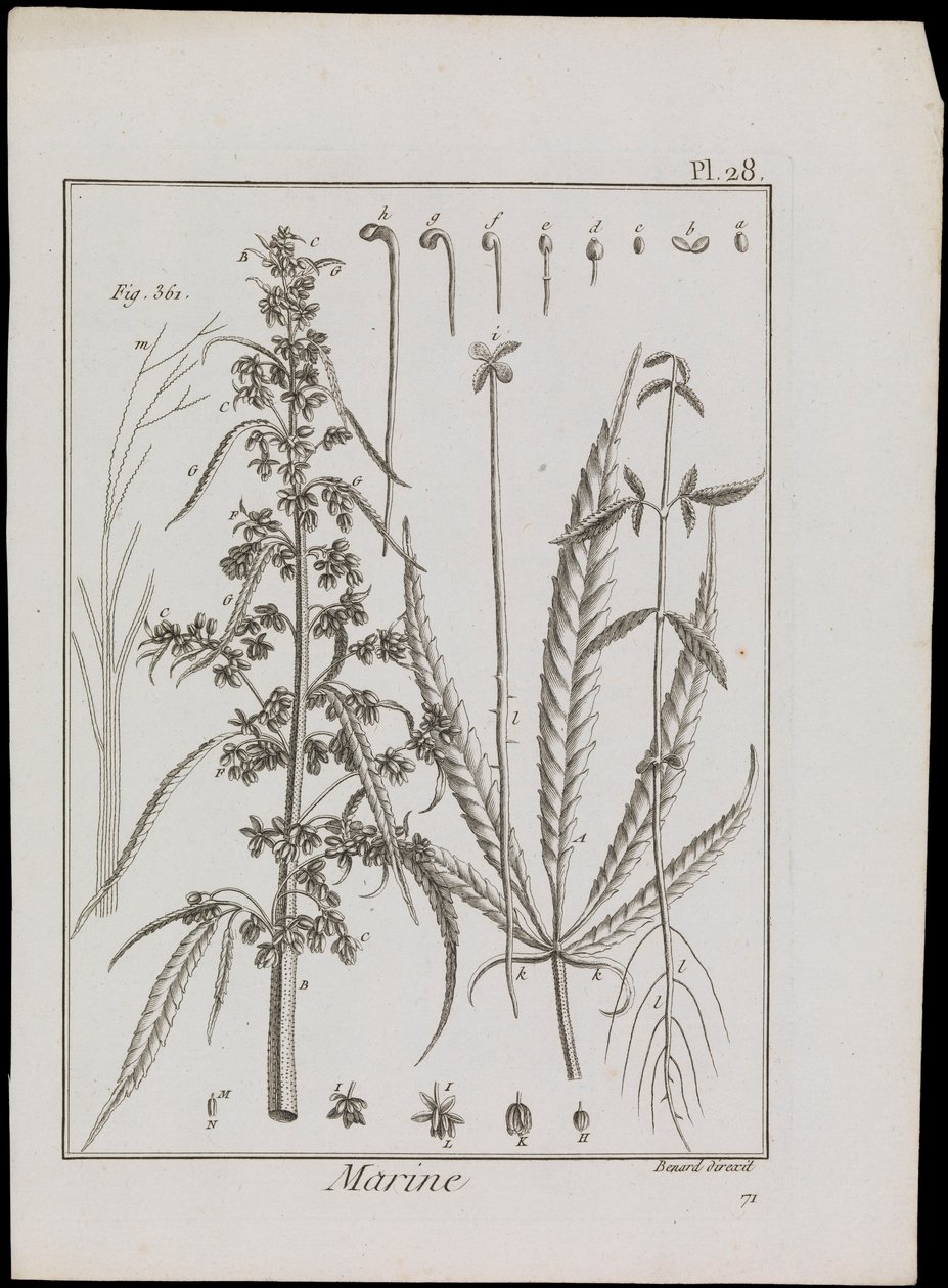 Morski schemat kwiatów, ok. 1810 (rycina i akwaforta) autorstwa Robert Benard
