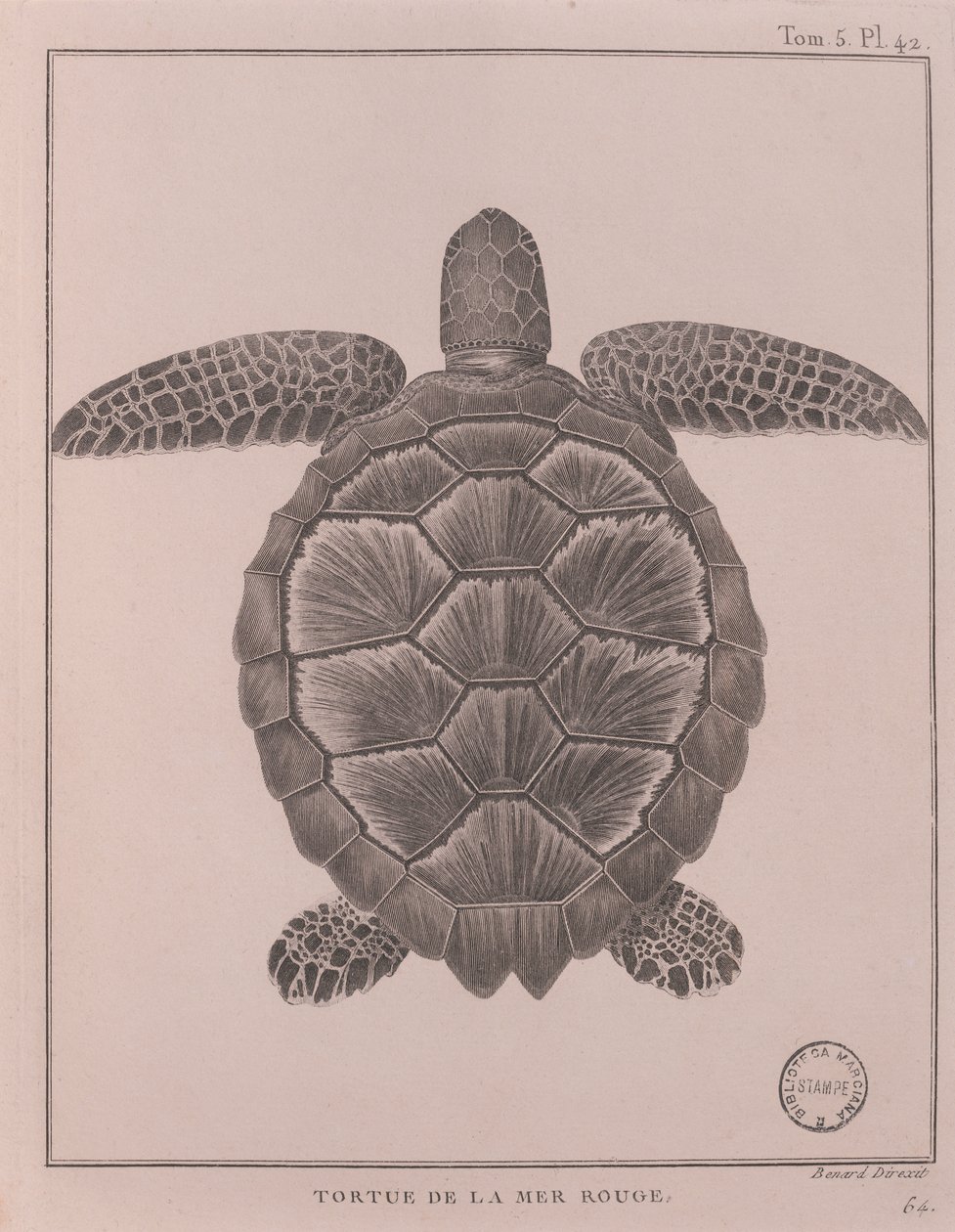 Żółw z Morza Czerwonego, ilustracja z „Podróży do źródeł Nilu w latach 1708-1773”, James Bruce, Paryż autorstwa Robert Benard