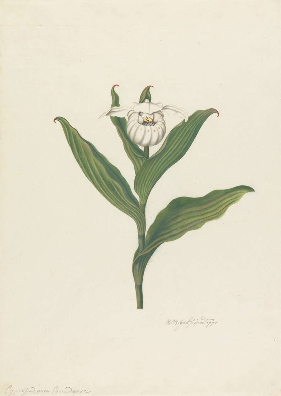 Pantofelek damski (Cypripedium canadense, Calceolus Maria) autorstwa Robert Blyth
