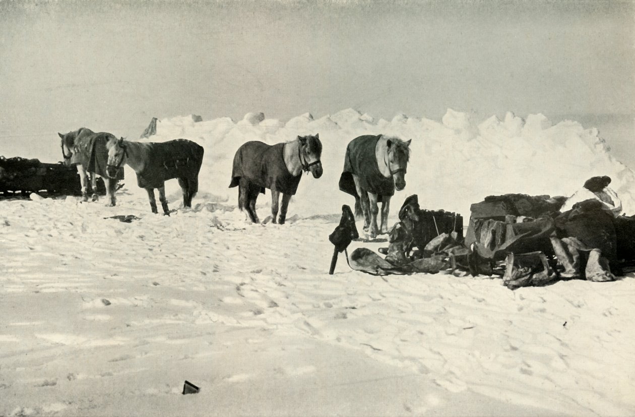 Kucyki za schronieniem w obozie na barierze, 1911, 1913 autorstwa Robert Falcon Scott