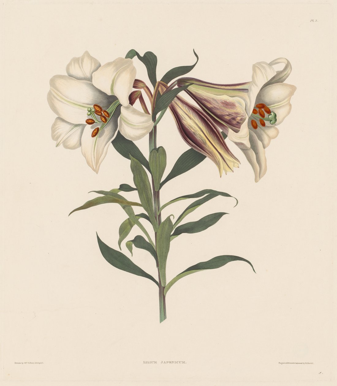 Wybór roślin heksandryjskich, należących do naturalnego rzędu Amaryllidae..., 1831-1832. autorstwa Robert Havell