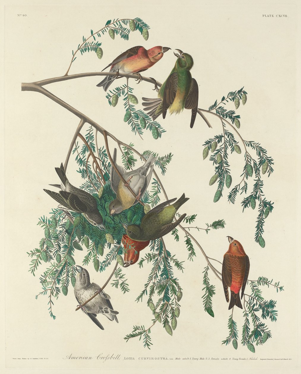 Krzyżodziób amerykański, 1834. autorstwa Robert Havell