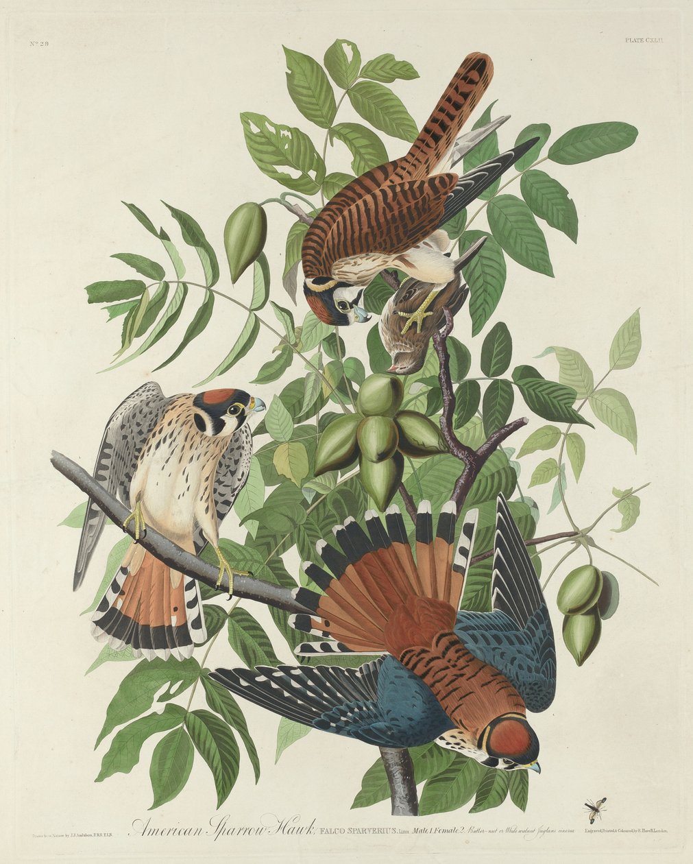 Amerykański wróbel, 1832. autorstwa Robert Havell