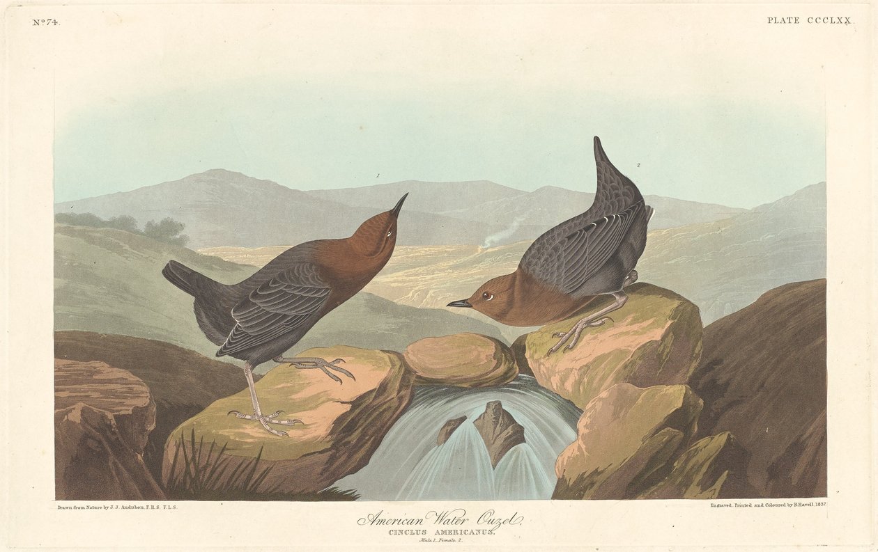 Amerykański wodny ouzel, 1837. autorstwa Robert Havell