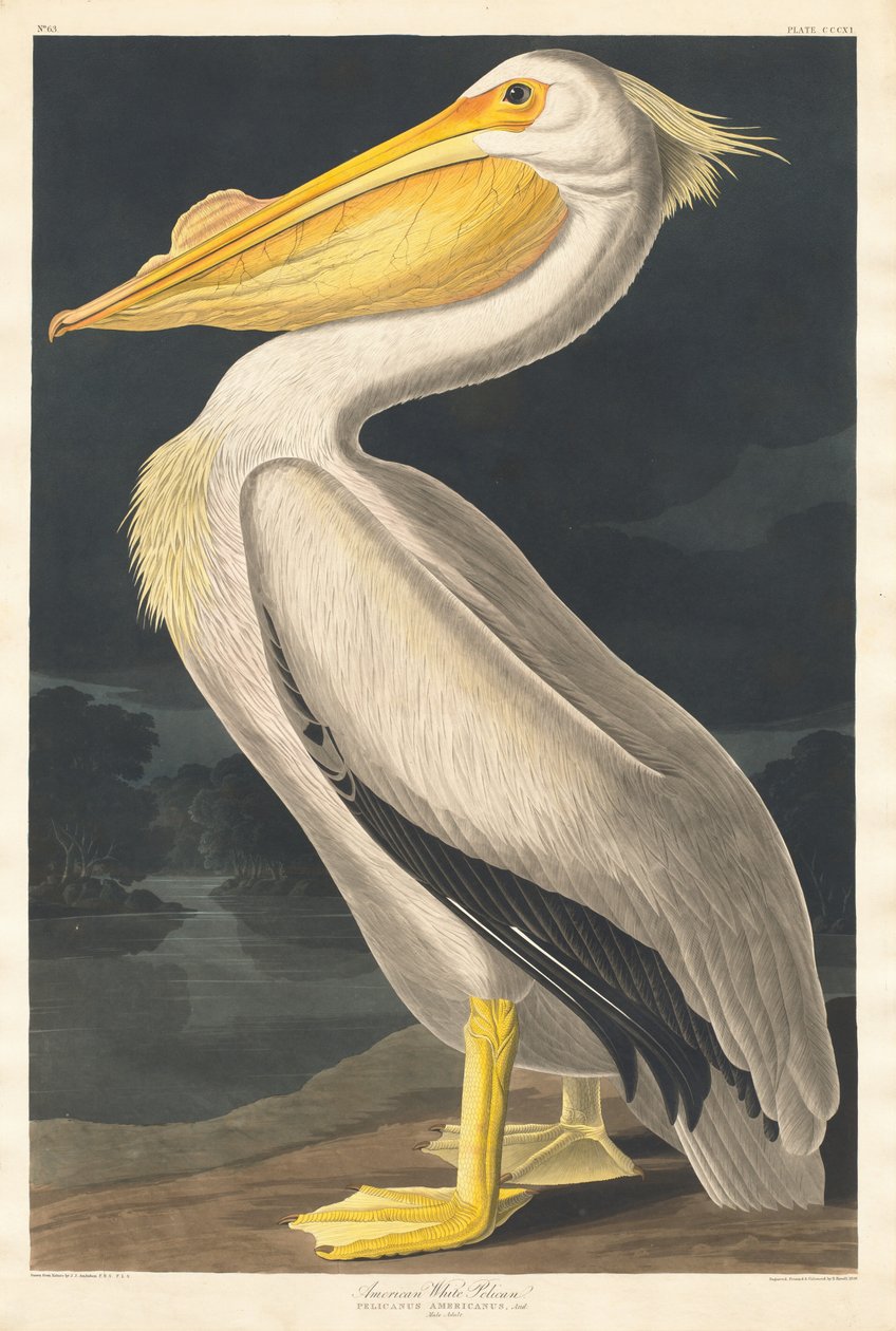 Amerykański biały pelikan, 1836. autorstwa Robert Havell