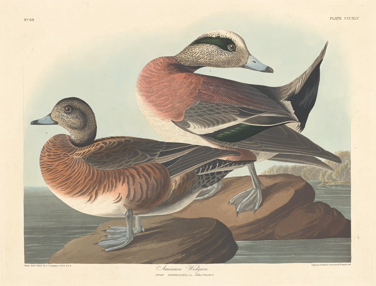 Amerykański widgeon, 1836. autorstwa Robert Havell