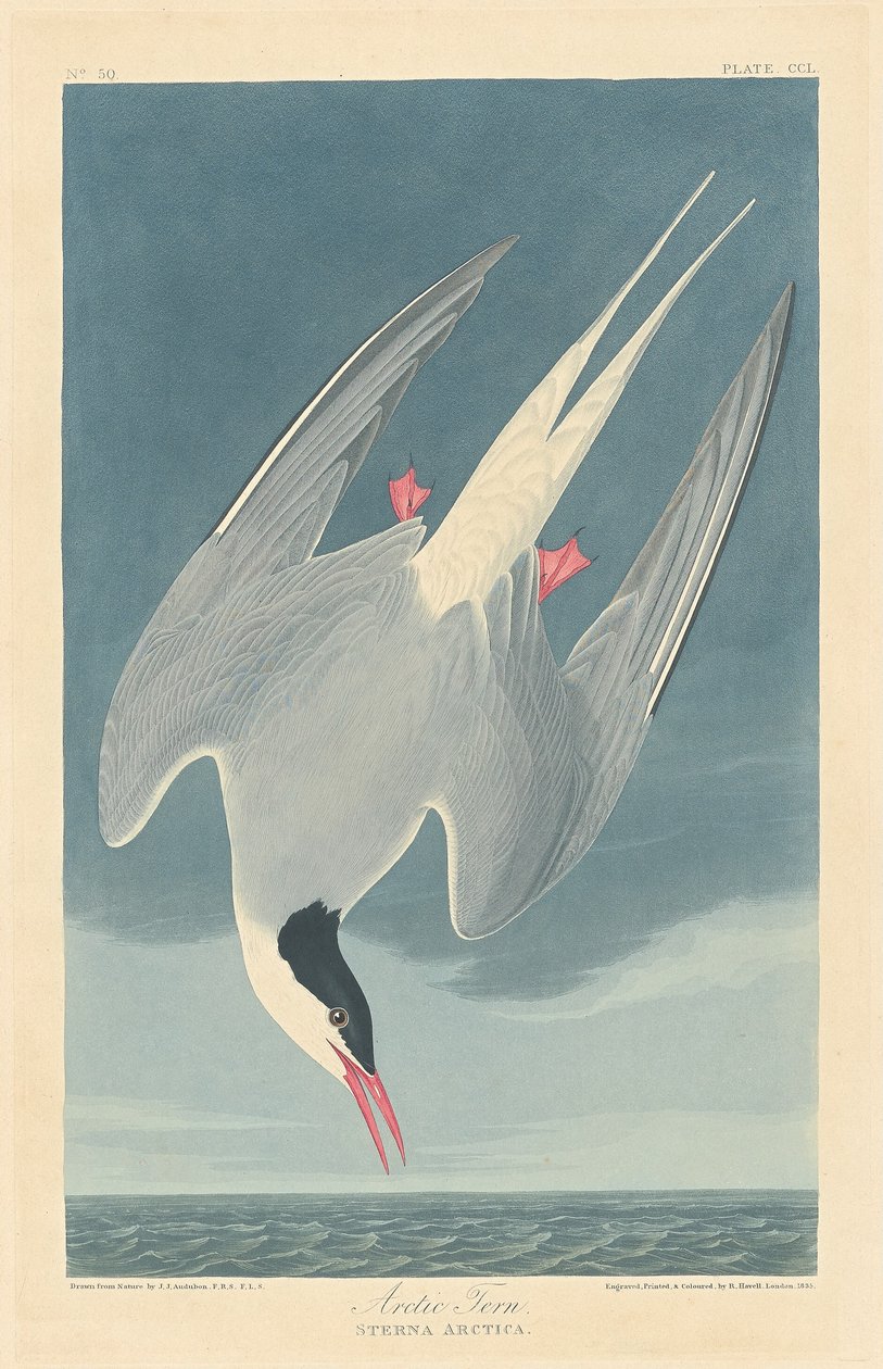 Rybitwa popielata, 1835. autorstwa Robert Havell