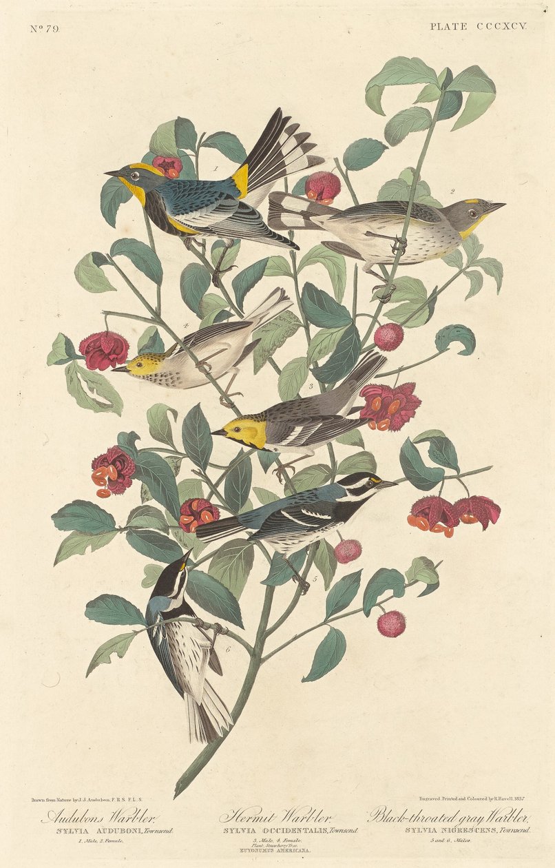 Pokrzewka Audubona, Pustelnik i Pokrzewka szara czarnogardła, 1837. autorstwa Robert Havell