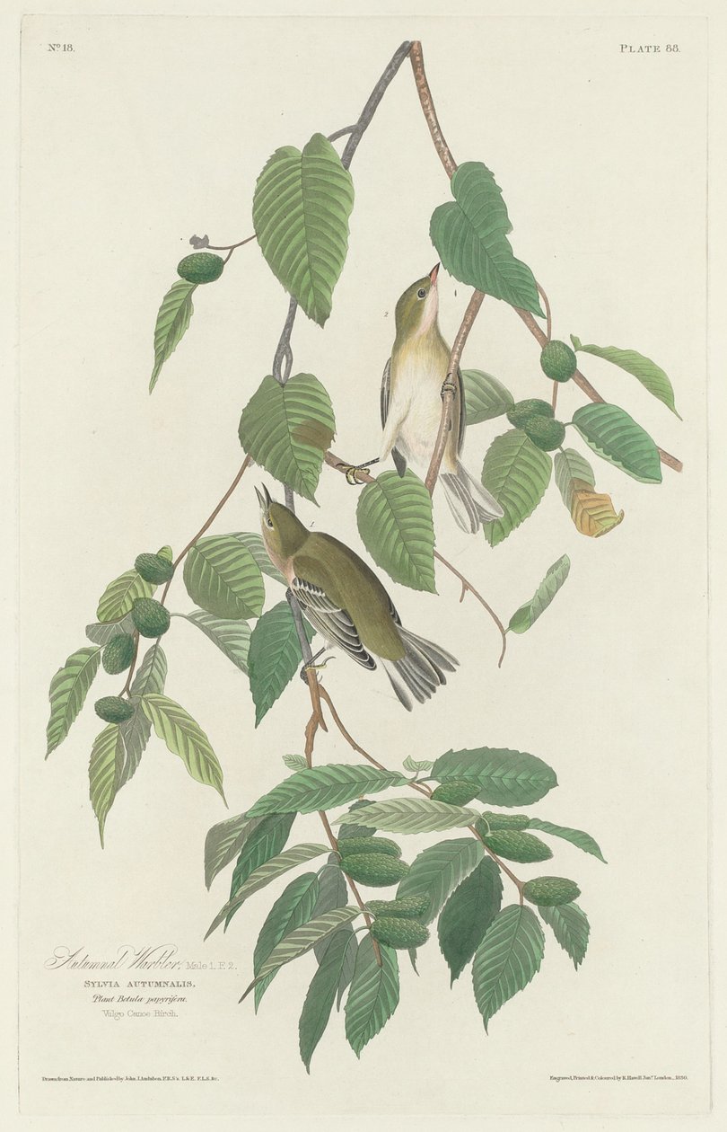 Pokrzewka jesienna, 1830. autorstwa Robert Havell