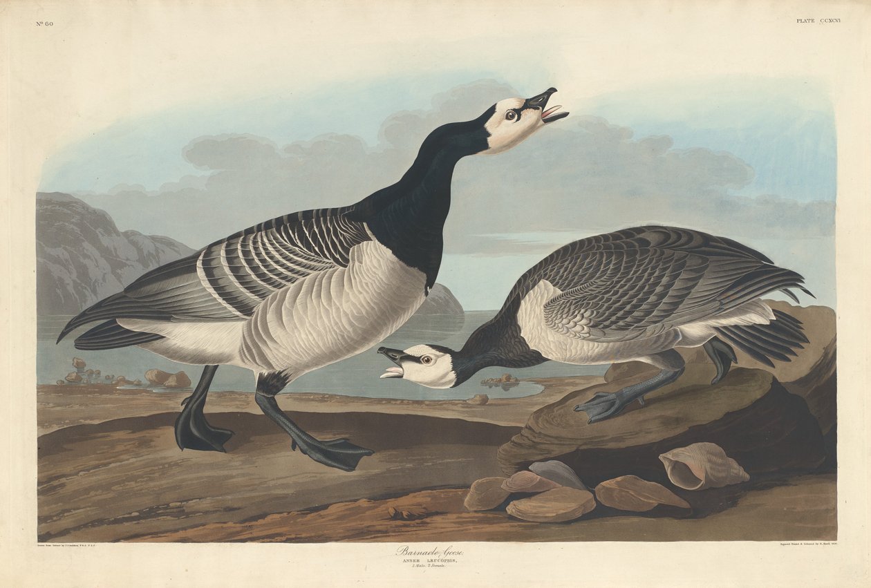 Bernikla, 1836. autorstwa Robert Havell