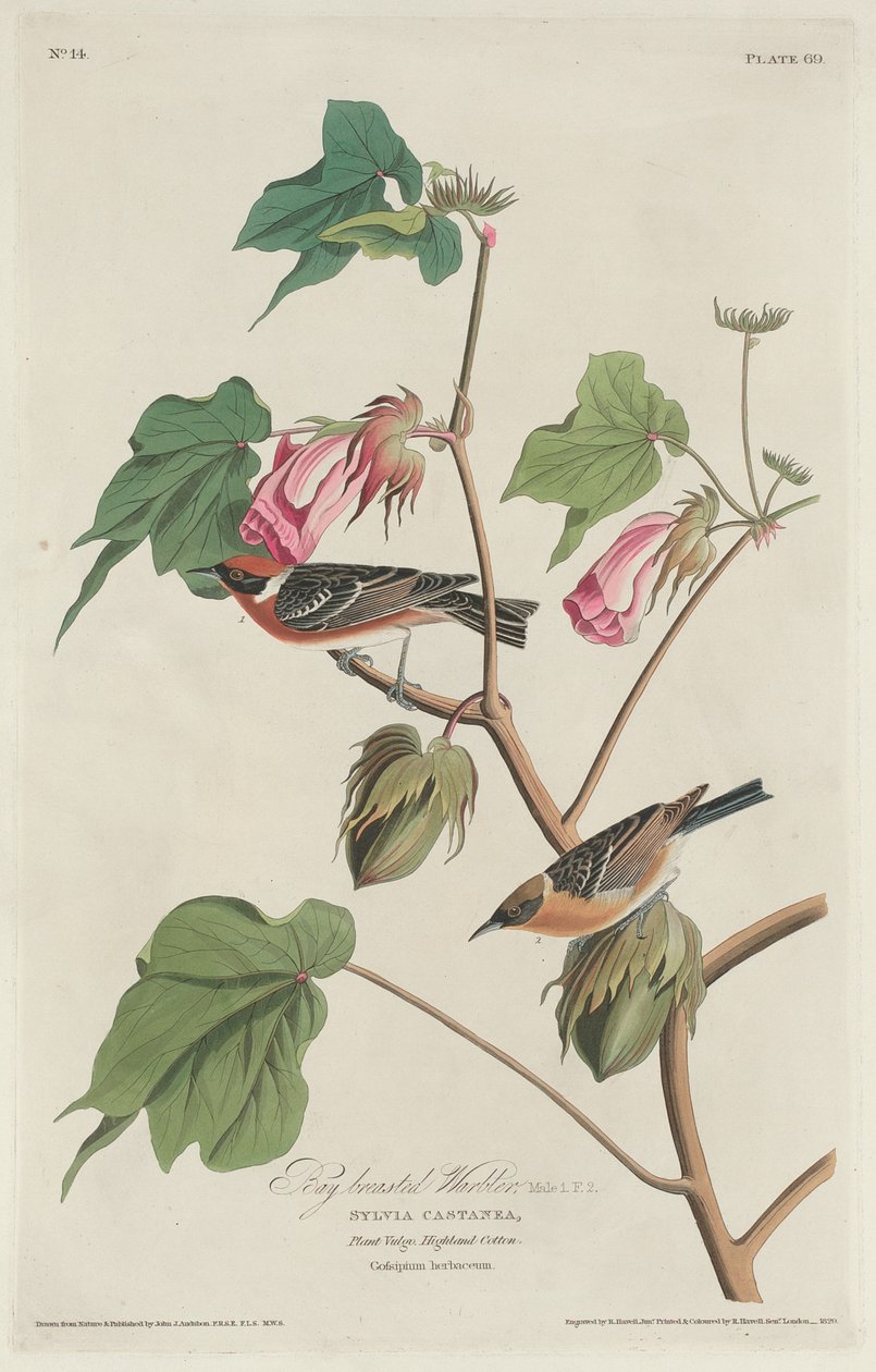Pokrzewka, 1829. autorstwa Robert Havell
