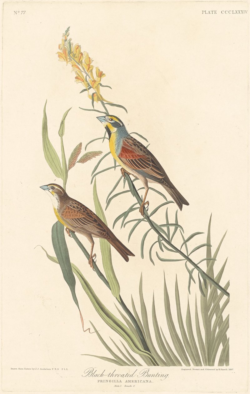Trznadel czarnogardły, 1837. autorstwa Robert Havell