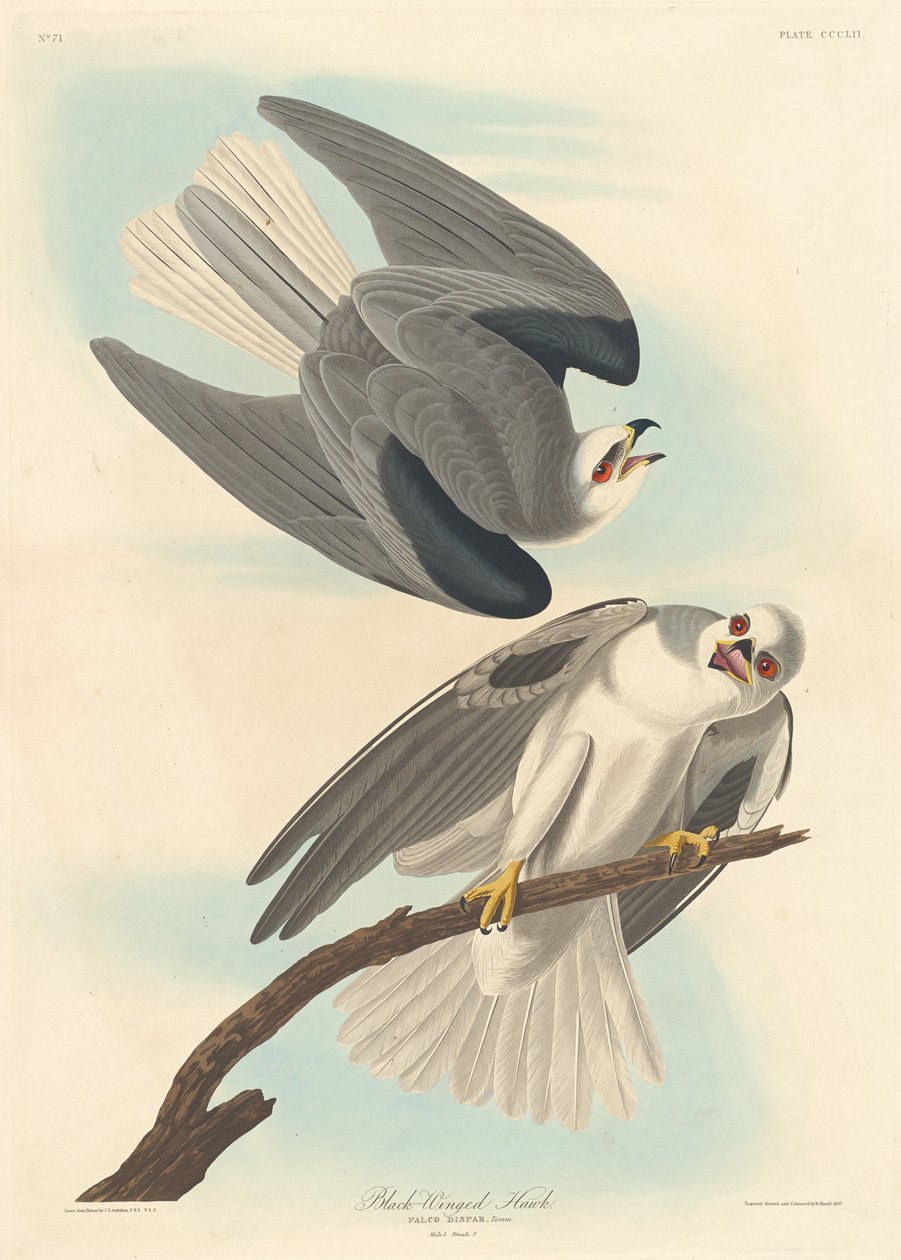 Jastrząb czarnoskrzydły, 1837. autorstwa Robert Havell