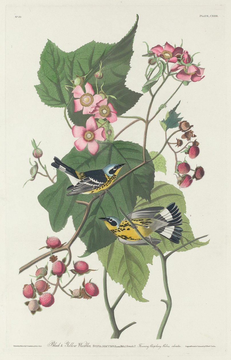 Pokrzewka czarno-żółta, 1831. autorstwa Robert Havell