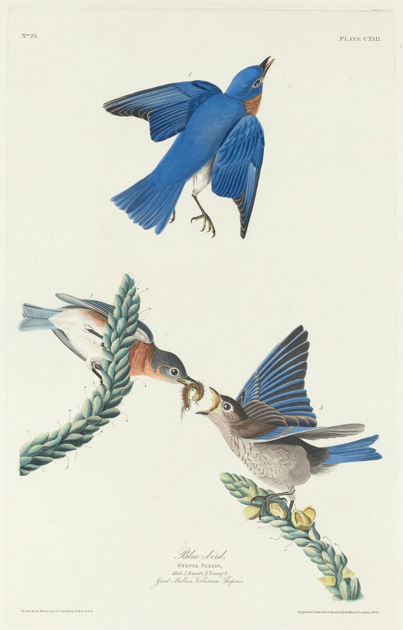 Niebieski ptak, 1831. autorstwa Robert Havell