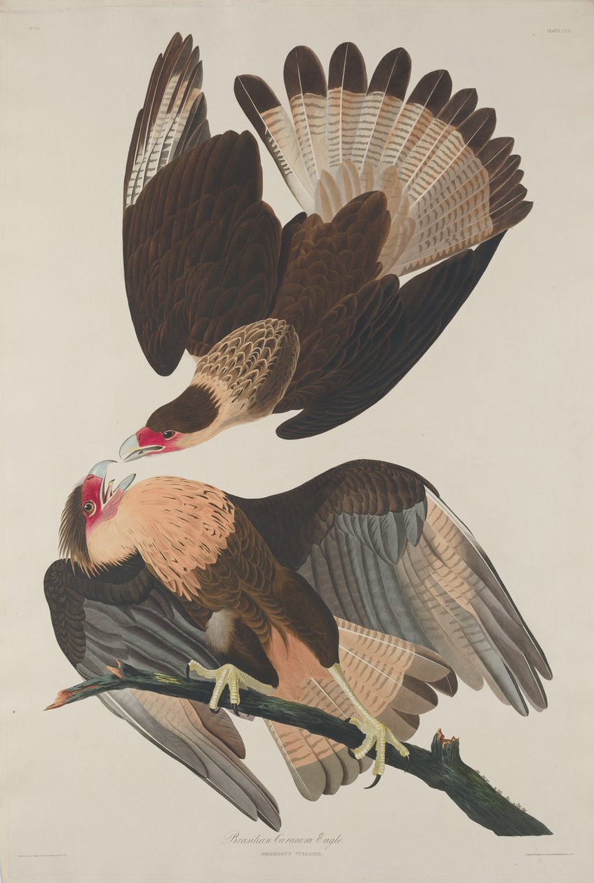 Brazylijski orzeł Caracara, 1833. autorstwa Robert Havell