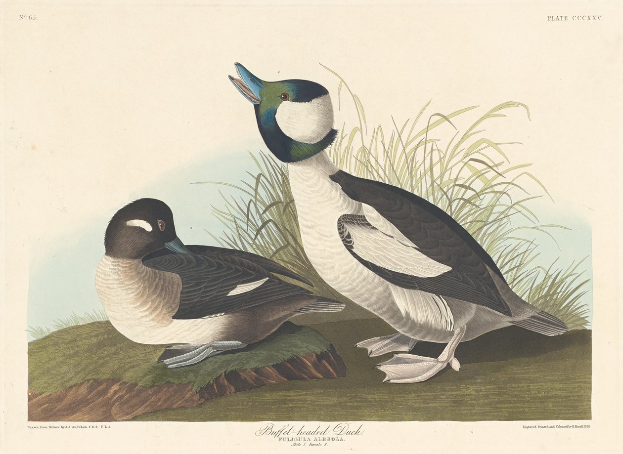 Kaczka Buffel-headed, 1836. autorstwa Robert Havell