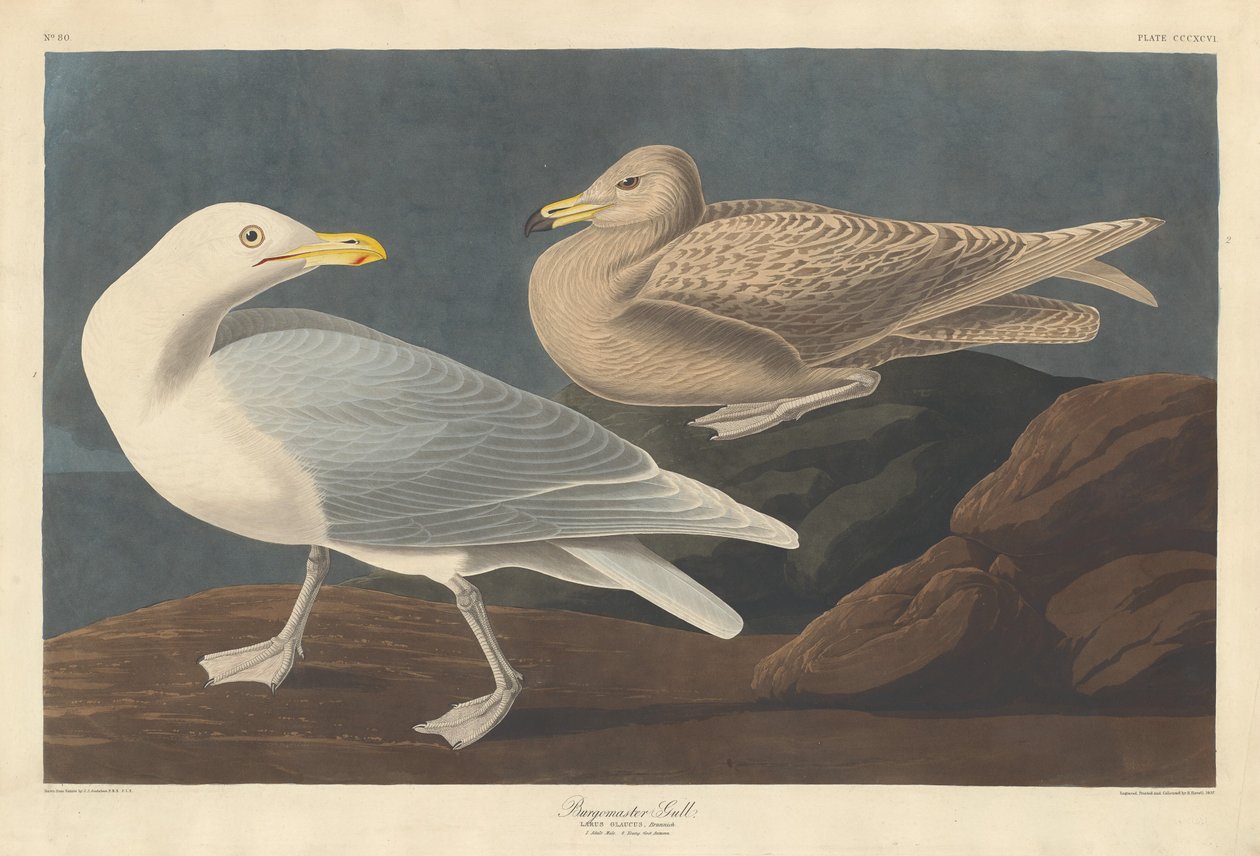 Burmistrz Mewa, 1837. autorstwa Robert Havell