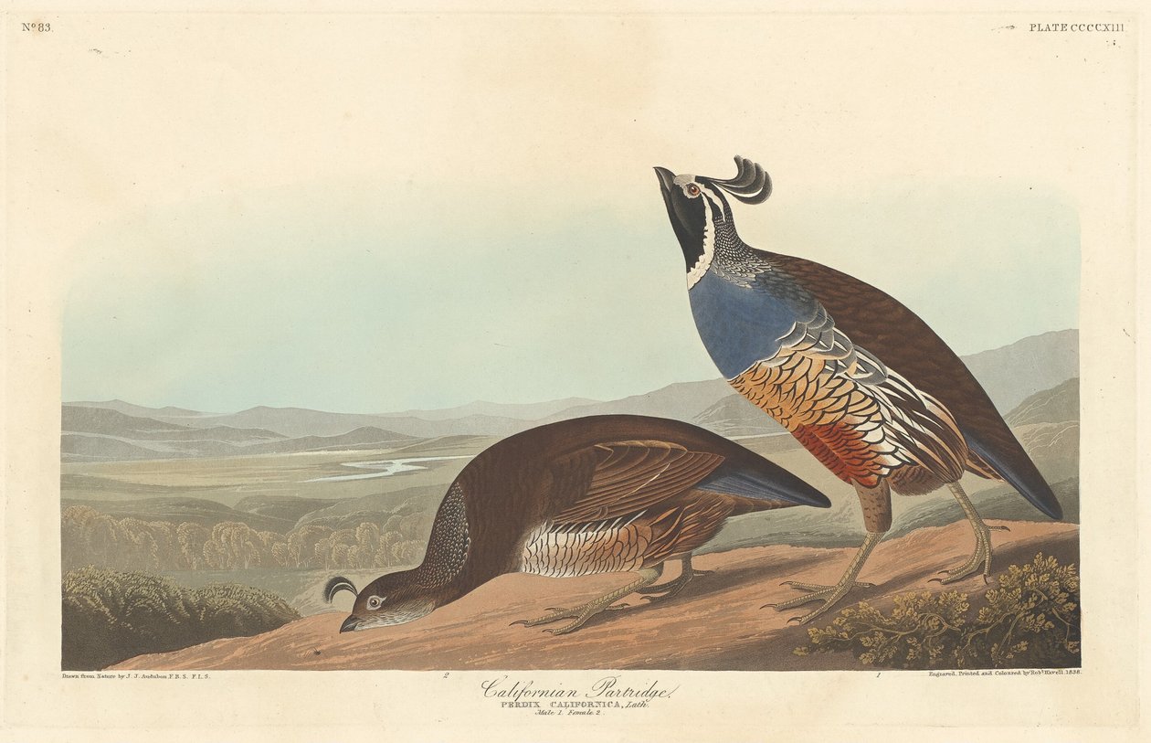 Kuropatwa kalifornijska, 1838. autorstwa Robert Havell