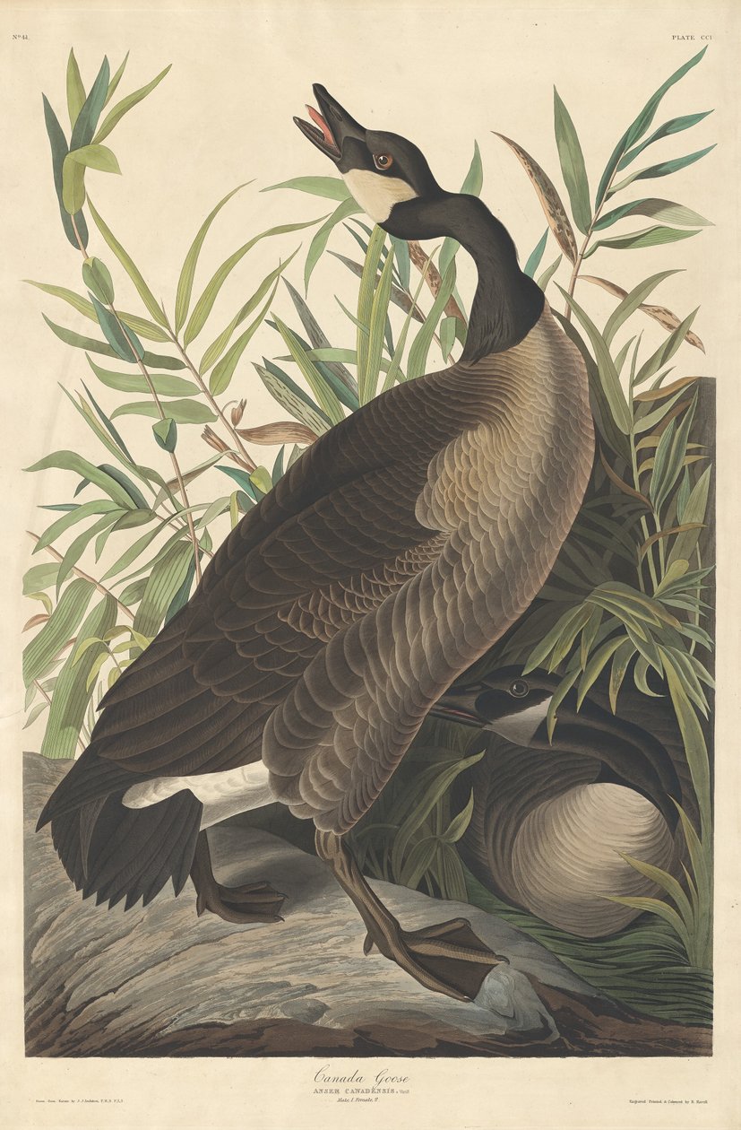 Gęś kanadyjska, 1834. autorstwa Robert Havell